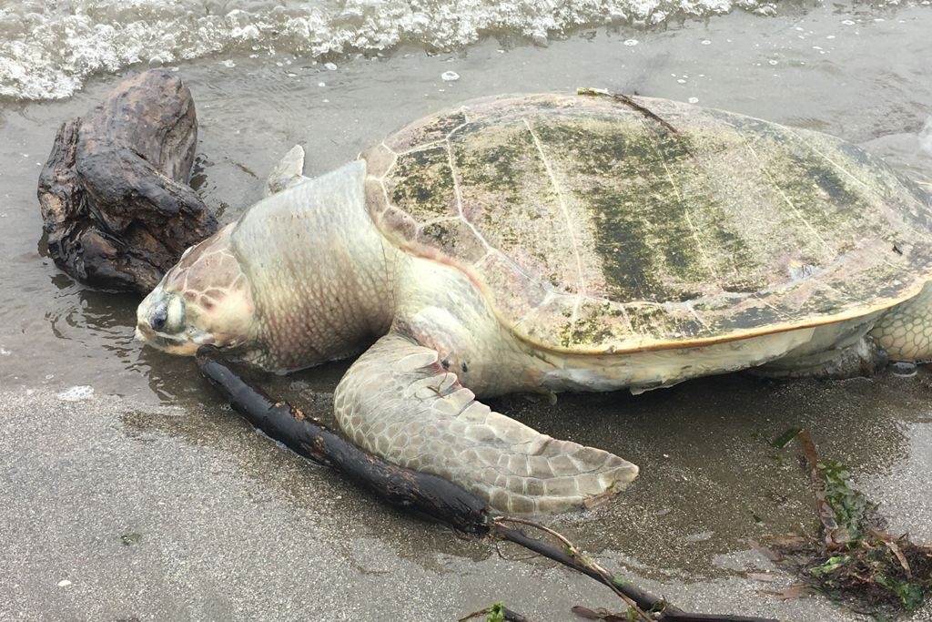 Imagen Encuentran tortuga Lora muerta en playa de Boca del Río