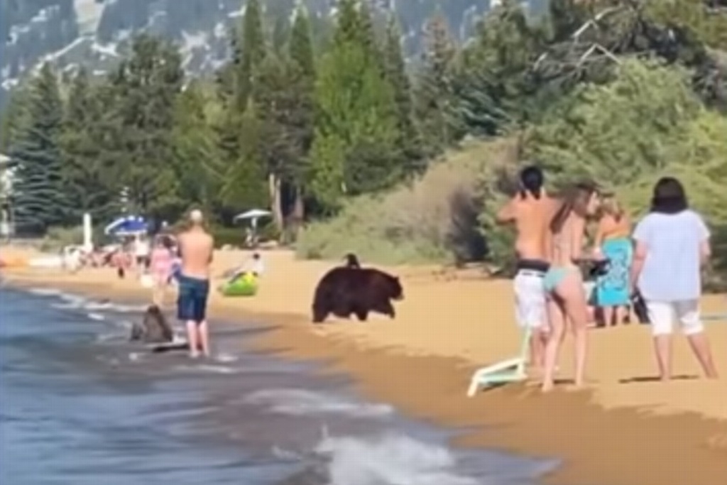 Imagen Captan en video a oso con sus crías junto a bañistas en playa de California