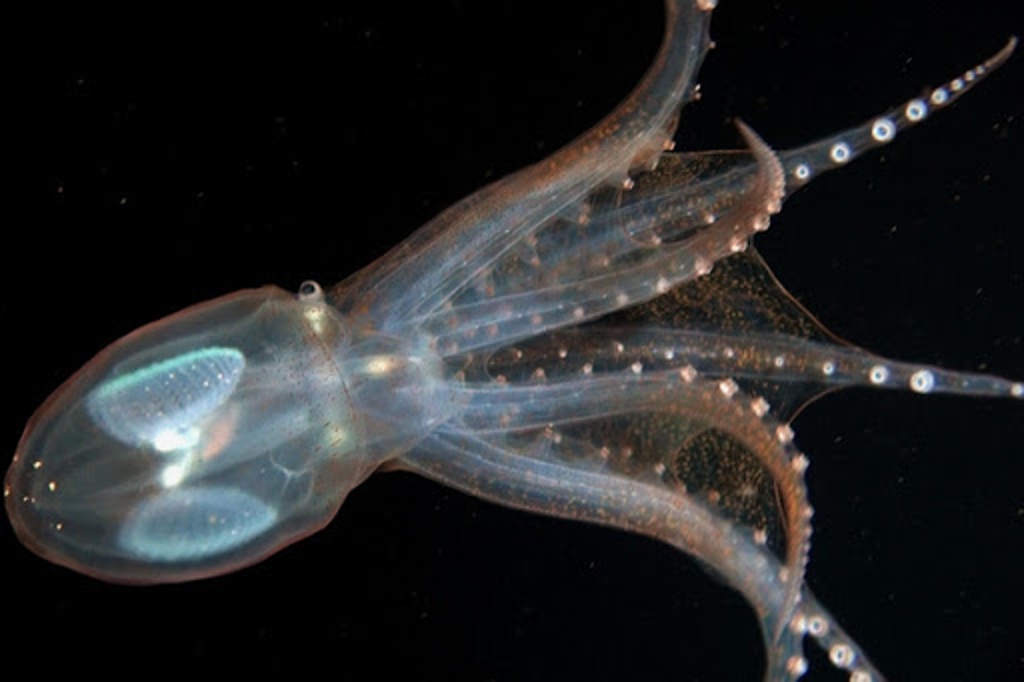 Imagen Captan a pulpo de cristal en el Océano Pacífico (+Video)