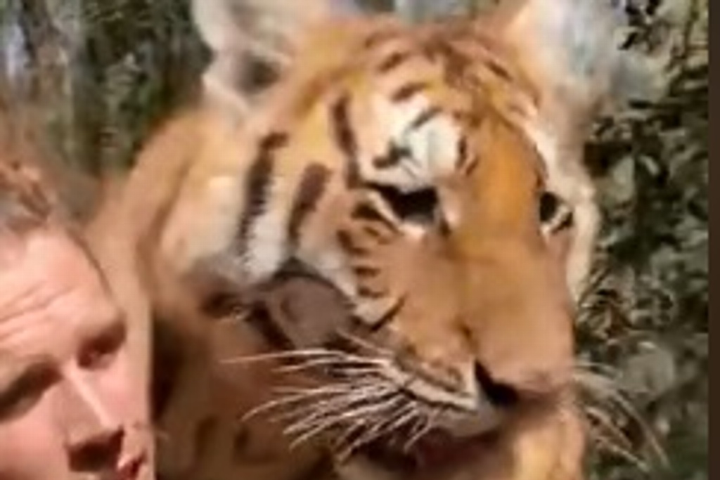 Imagen Viral, por cargar de ‘caballito’ a un tigre (+Video)