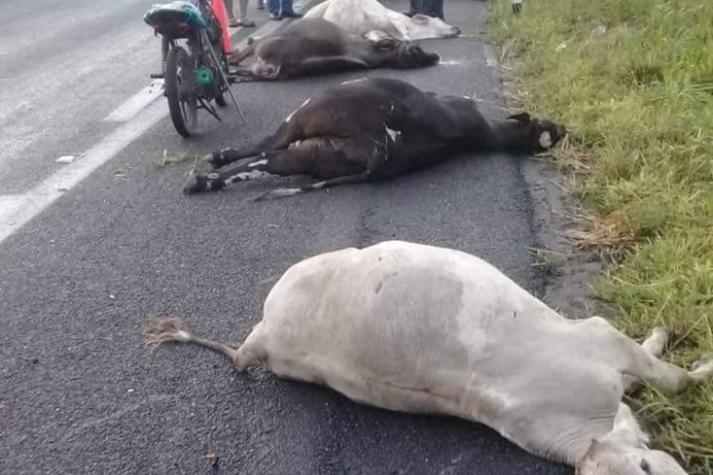 Imagen Tráiler con ganado vuelca en la carretera Veracruz-Cardel
