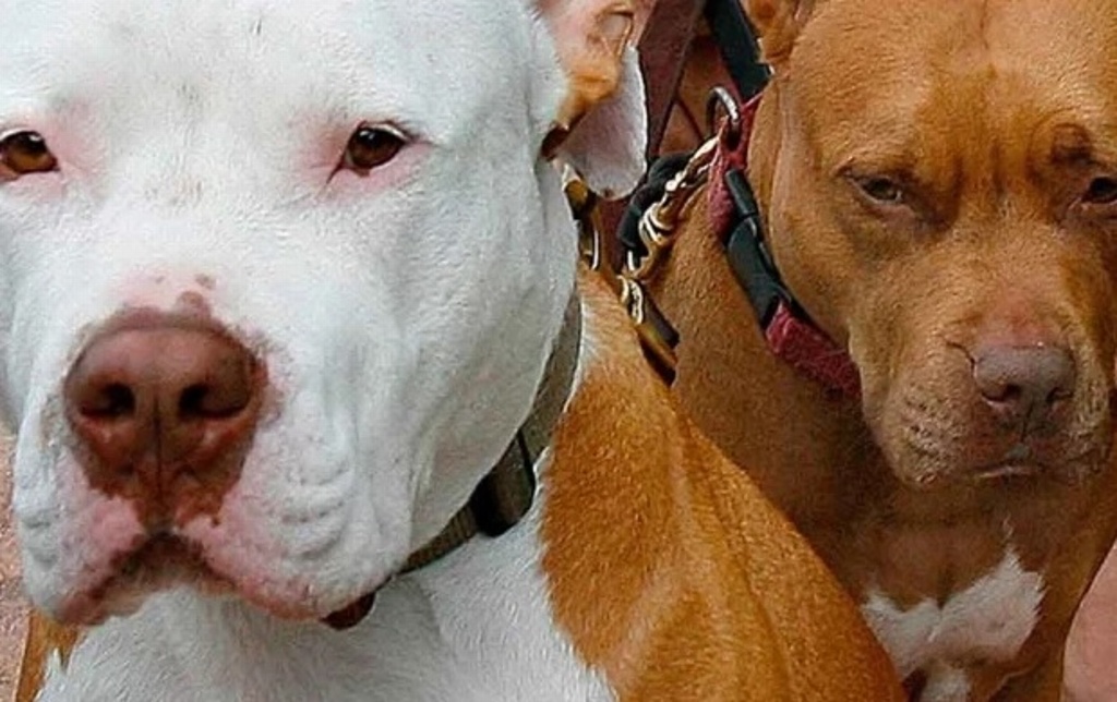 Imagen Mujer muere devorada por 6 perros pitbulls cuando visitaba a su novio