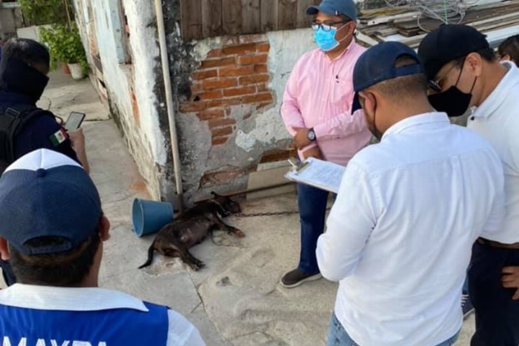 Imagen Muere perra Pitbull por golpe de calor; fue hallada con 5 más  bajo el sol en domicilio de Veracruz (Fotos)