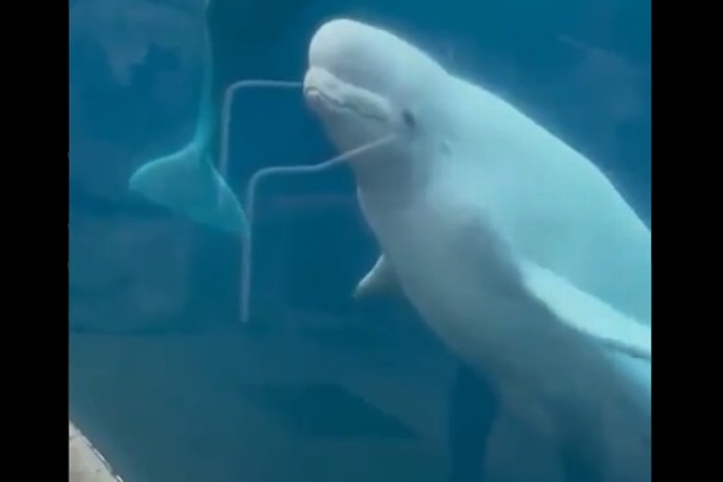 Imagen Ballena beluga bailarina causa polémica en las redes (+Video)