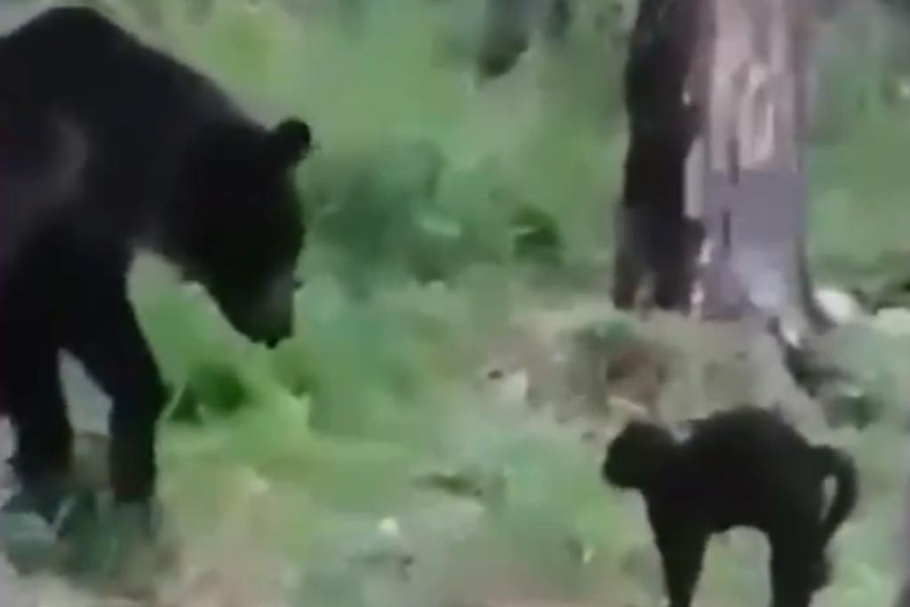 Imagen Gato enfrenta a oso para defender sus dueños (+Video)