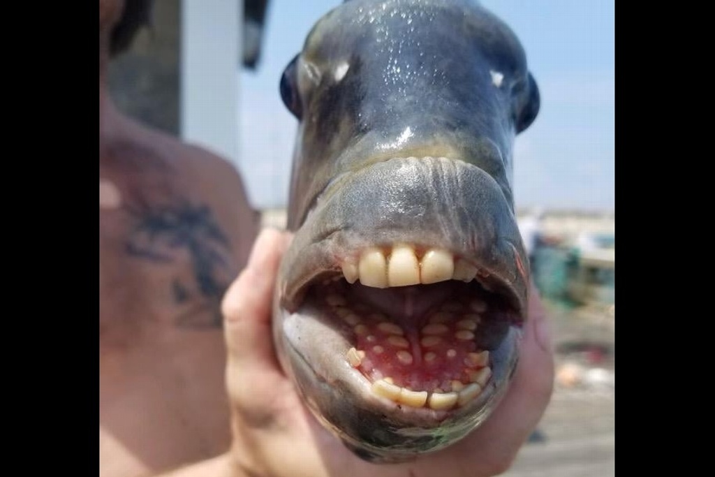 Imagen Comparten imagen de pez con dientes que parecen humanos y se hace viral