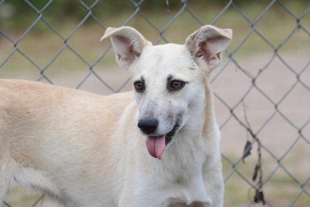 Imagen Refugios para animales también piden apoyo por daños de huracán Grace