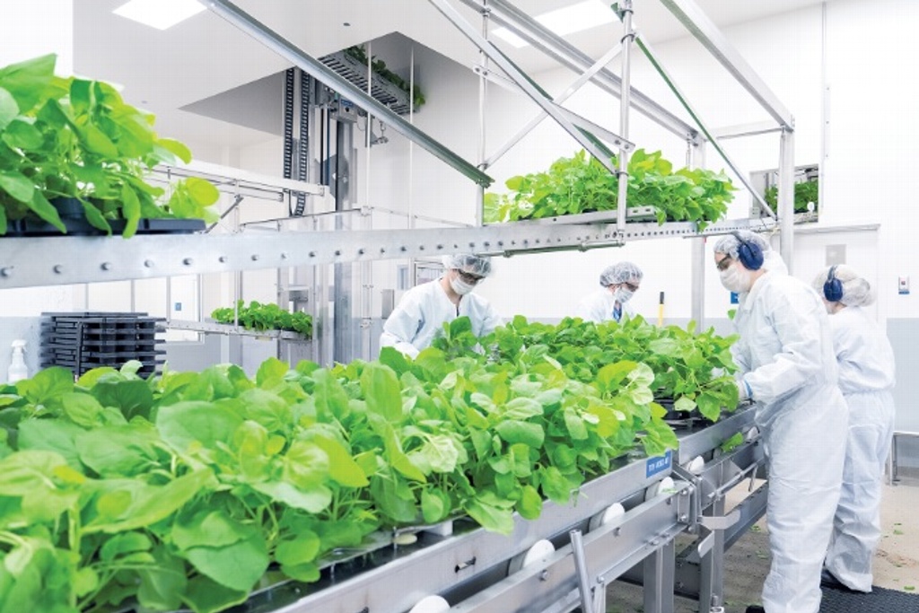 Imagen Aplican en Veracruz vacuna contra el COVID-19 derivada de plantas