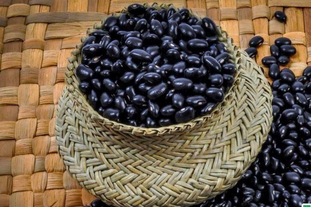 Imagen Variedad de frijol negro Jamapa cumple 65 años de su creación