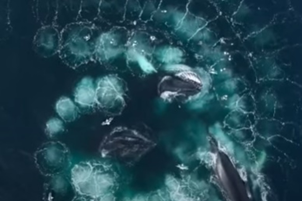 Imagen Ballenas jorobadas son captadas mientras cazan un krill