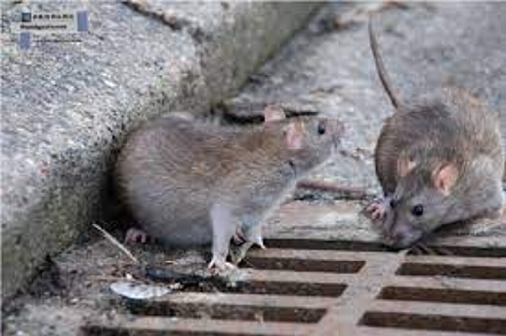 Imagen Alerta brote de enfermedad trasmitida por ratas tras lluvias o inundaciones