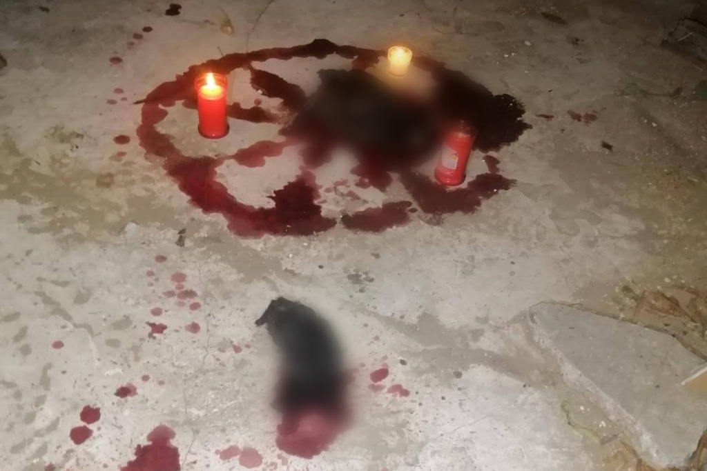 Imagen Encuentran animales sacrificados durante ritual satánico en colonia de Veracruz