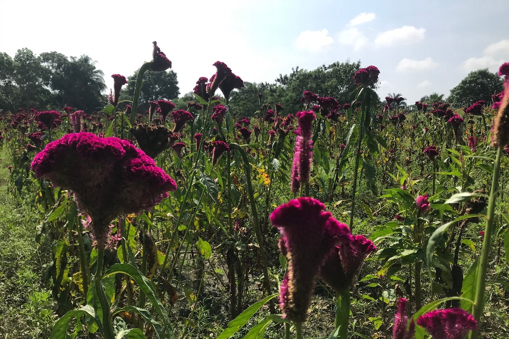 Este año sí se acabarán flores de cempasúchil y moco de pavo: Productores -  xeu noticias veracruz