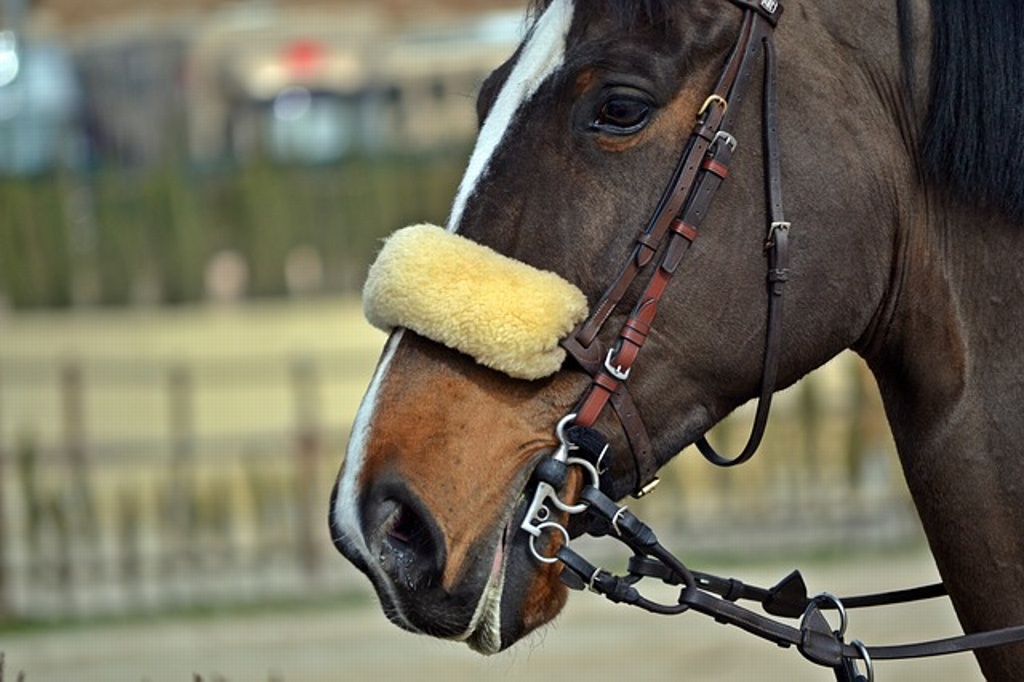 Imagen Caballo mata de una patada a mujer en competencia de hípica