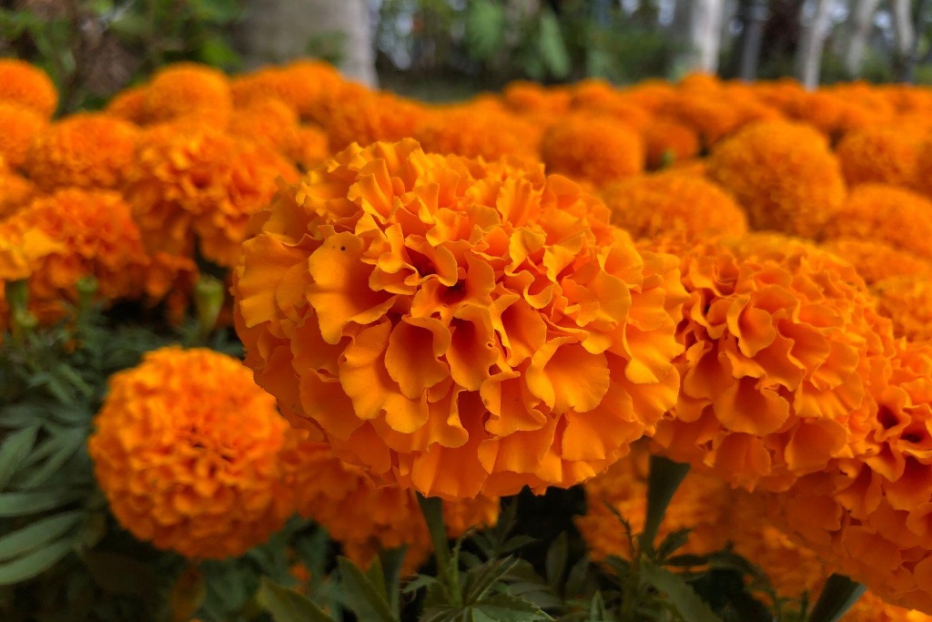 Imagen Plantan Cempasúchil en jardineras del zócalo de Veracruz (Fotos) 