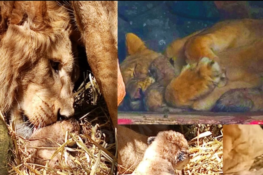 Imagen Nacen leones en zoológico veracruzano; uno murió