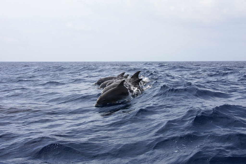 Imagen Captan a delfín blanco en el mar (+Foto)
