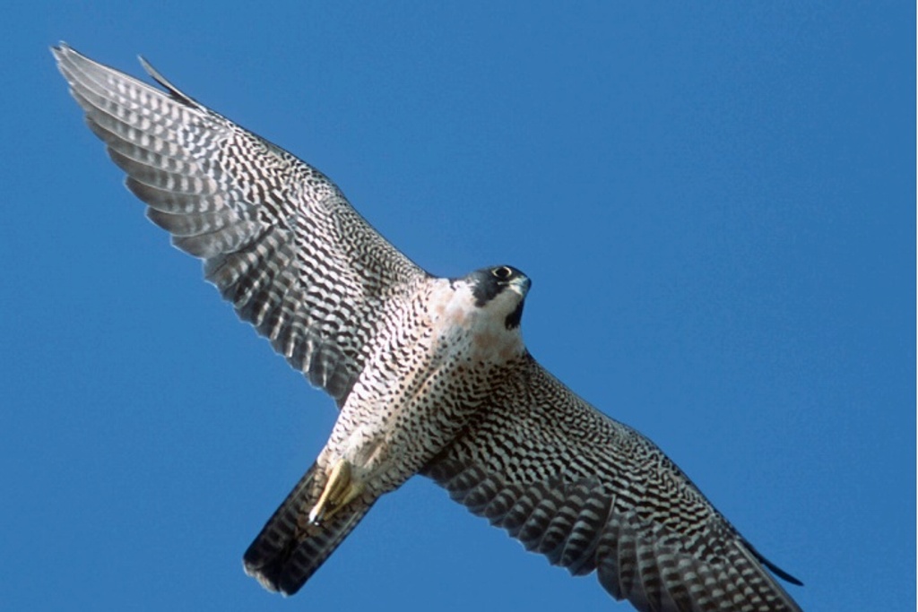 Imagen Veracruz, el corredor más importante del mundo de aves rapaces migratorias