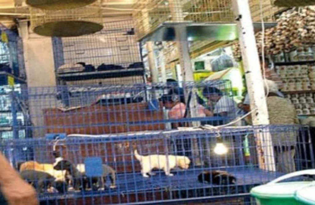 Imagen Mascotas que se venden en mercado de Sonora, a salvo tras incendio (+Video)