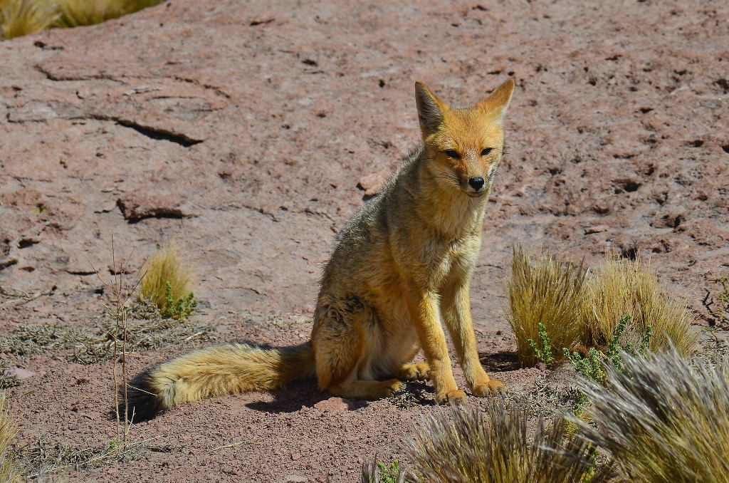 Imagen Familia compra un zorro y creían que era un perro 