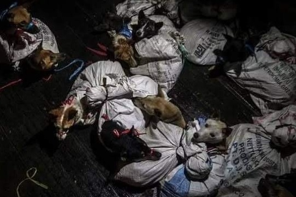 Imagen Detienen a comerciante de carne con 53 perros robados (+Fotos y Video)