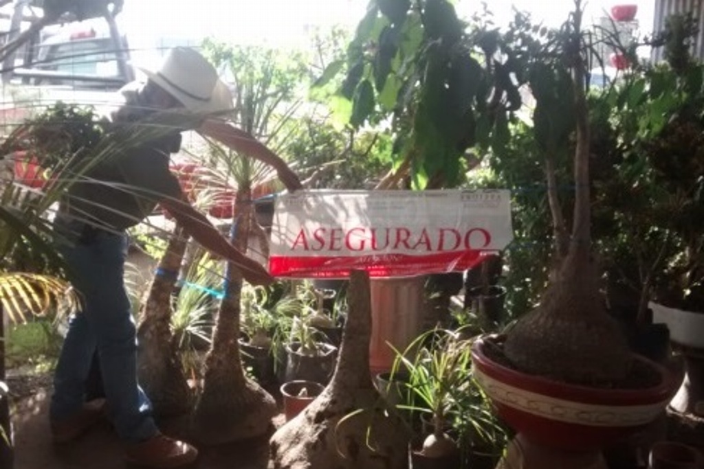 Imagen Esta planta es ilegal en México y casi nadie lo sabía; aquí los motivos