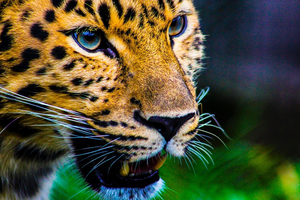Imagen Hoy se conmemora el Día Internacional del Jaguar 