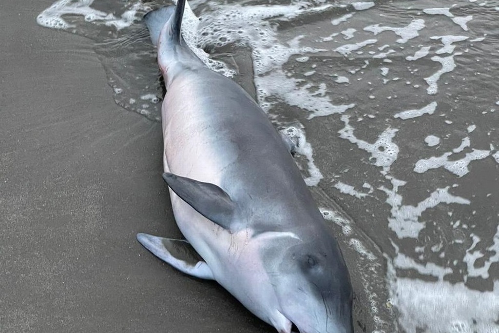 Imagen Fue un cachalote pigmeo la especie hallada en playa de Boca del Río, conoce más sobre él