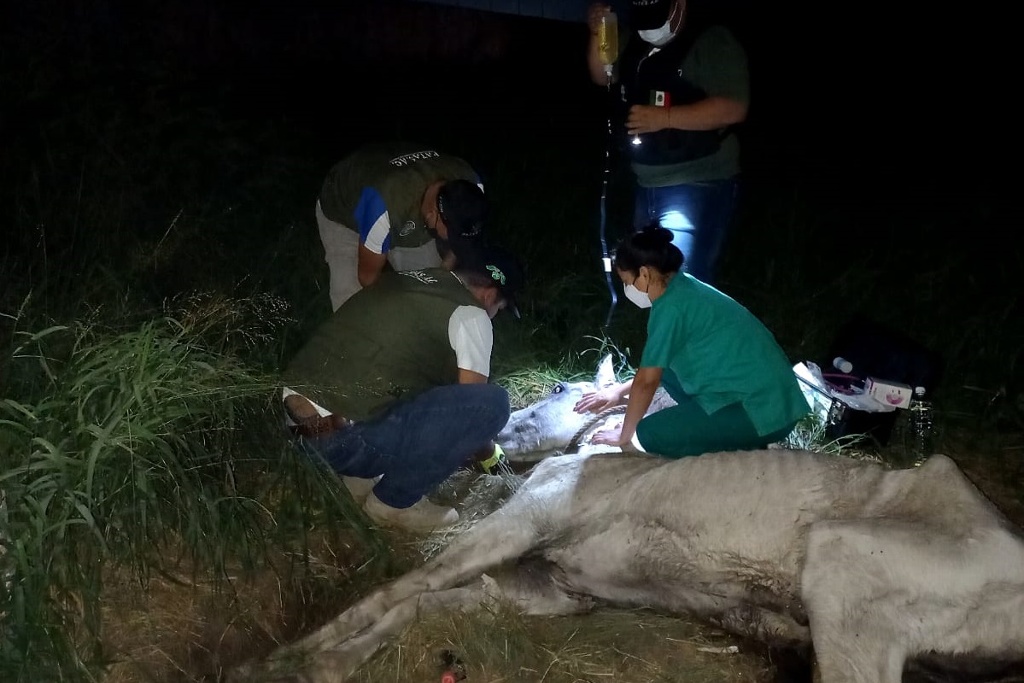Imagen Abandonan a caballo lastimado, ya no les servía y lo dejan morir solo, PATAS hizo todo por salvarlo