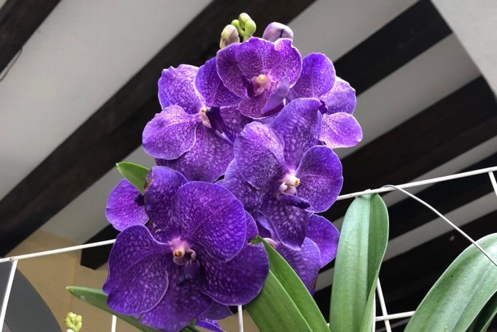 Es posible cultivar orquídeas en Veracruz-Boca del Río? - xeu noticias  veracruz