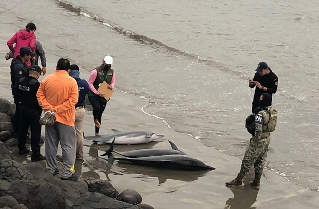 Imagen Mueren delfines en Boca del Río