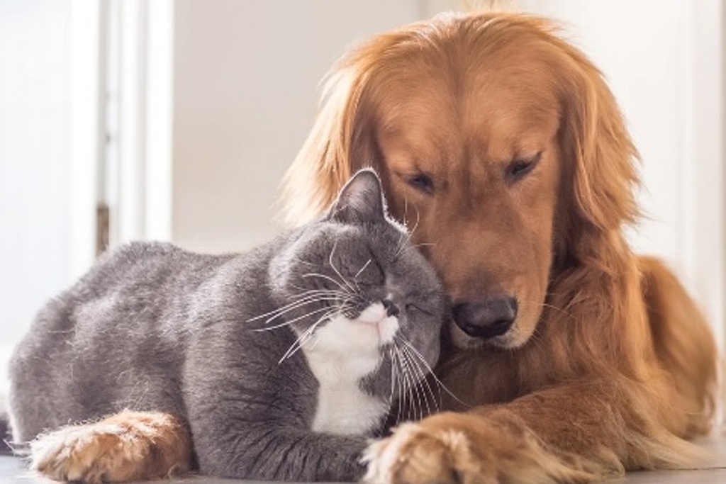 Imagen ¿A partir de  qué edad se puede esterilizar a las mascotas?