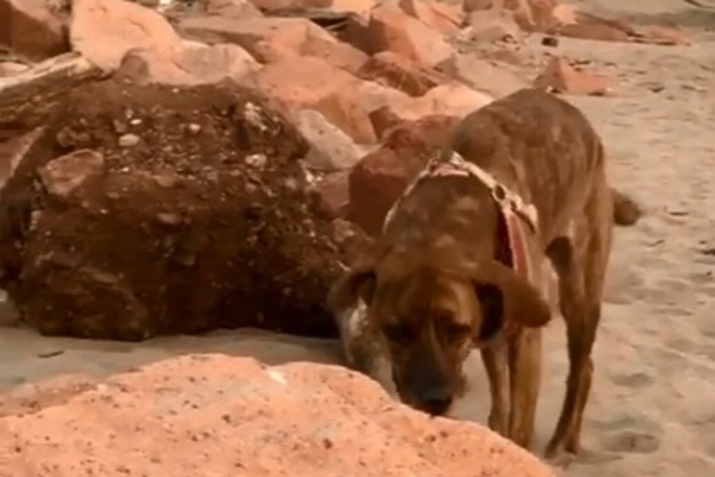 Imagen Cocodrilo devora a perrita de famosa actriz: “Tengo el corazón roto”, dice