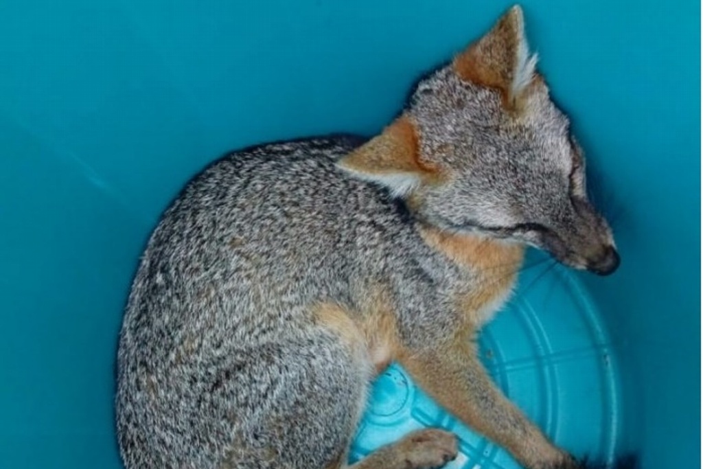 Imagen Rescatan a zorro que sufría de hipotermia en cascada de Texolo