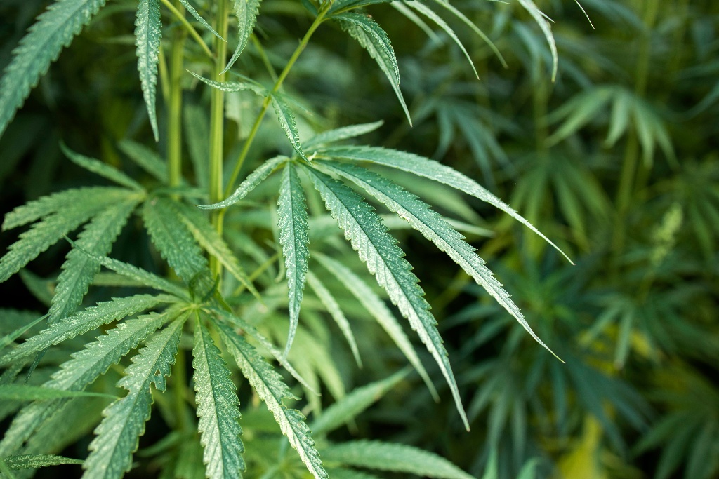 Imagen Cannabis podría prevenir el COVID-19, revela estudio
