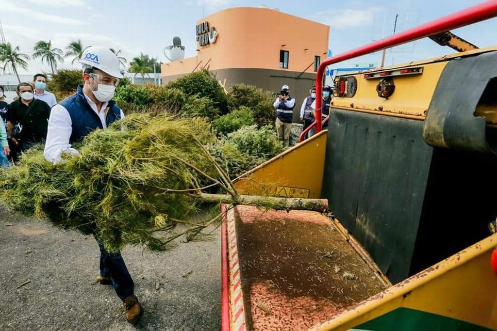 Imagen Instalan centros de acopio en Boca del Río para arbolitos de Navidad 