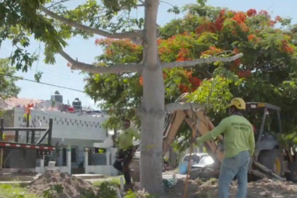 Imagen Pese a que talaron 20 mil árboles, Tren Maya no entrará a Playa del Carmen