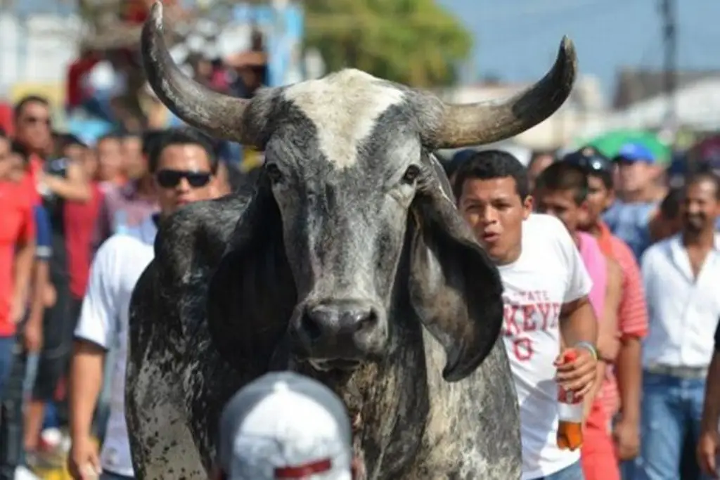 Imagen Si maltratas a los toros en Tlacotalpan te multarán con más de 20 mil pesos: Alcalde