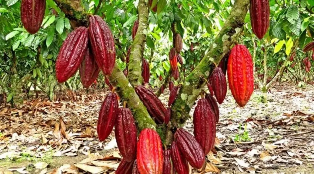Imagen Tihuatlán producirá cultivo alternativo de cacao para Nestlé