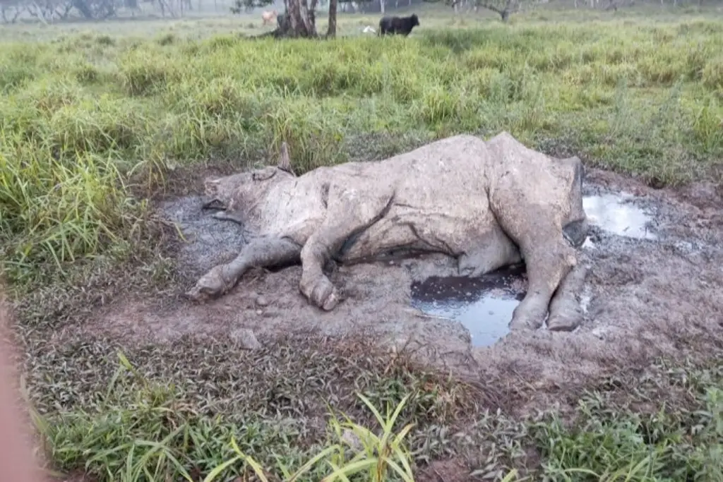 Imagen Denuncian que exploración de pozos provoca mortandad y contaminación de agua en Uxpanapa