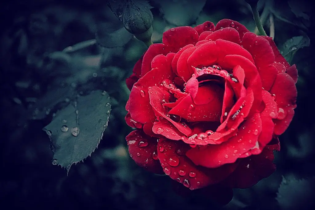 Imagen ¿Por qué San Valentín es es el santo de los enamorados?