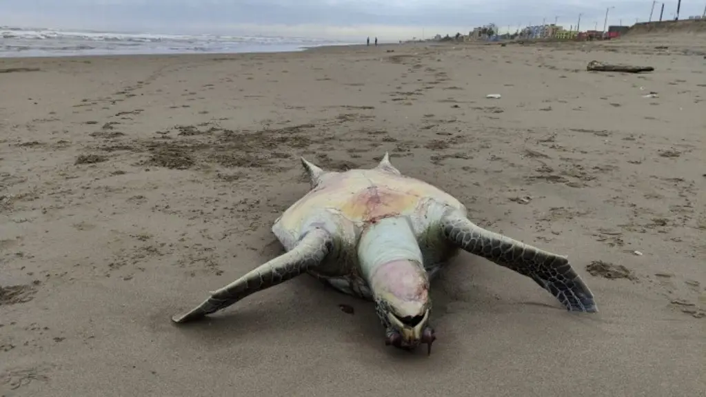 Imagen Tortuga Caguama aparece sin vida en playa de Coatzacoalcos
