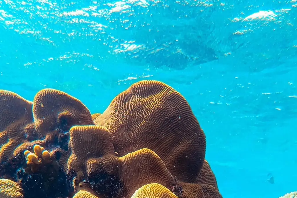 Imagen Arrecife coralino hallado en Veracruz es poco común: investigadora 