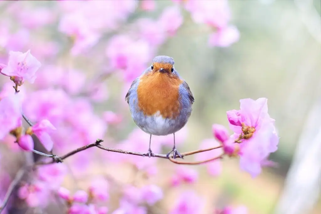 Imagen ¿Cuándo inicia la primavera en México? 