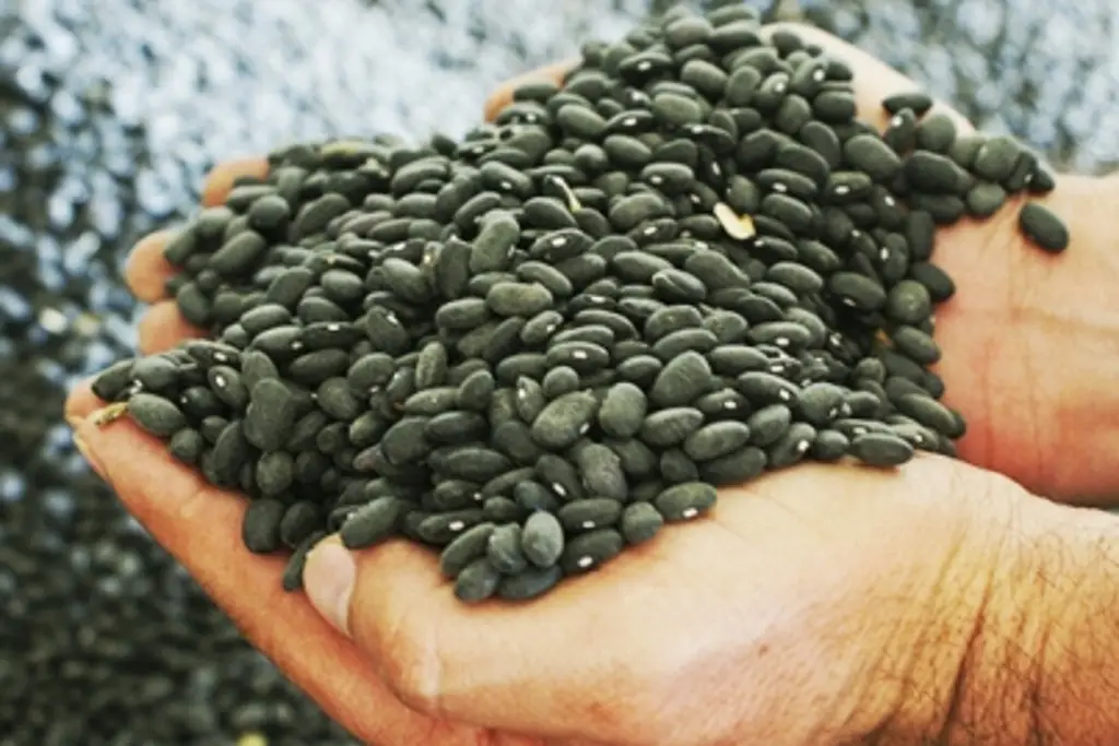 Imagen Frijoles negros tienen sustancias anticancerígenas, revela estudio