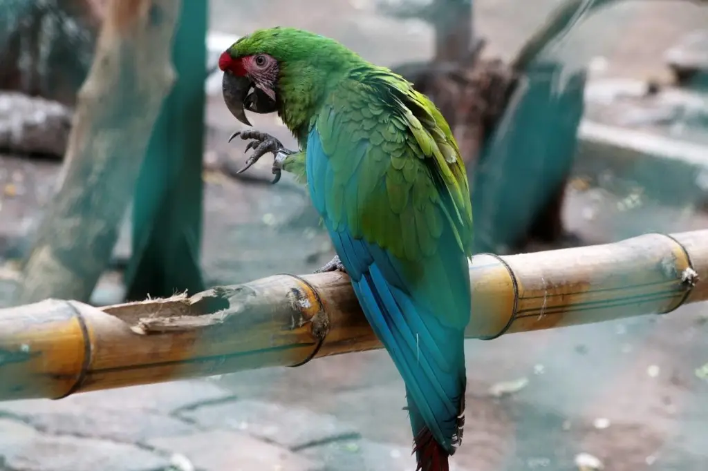 Imagen Anuncian reapertura del zoológico de Veracruz 