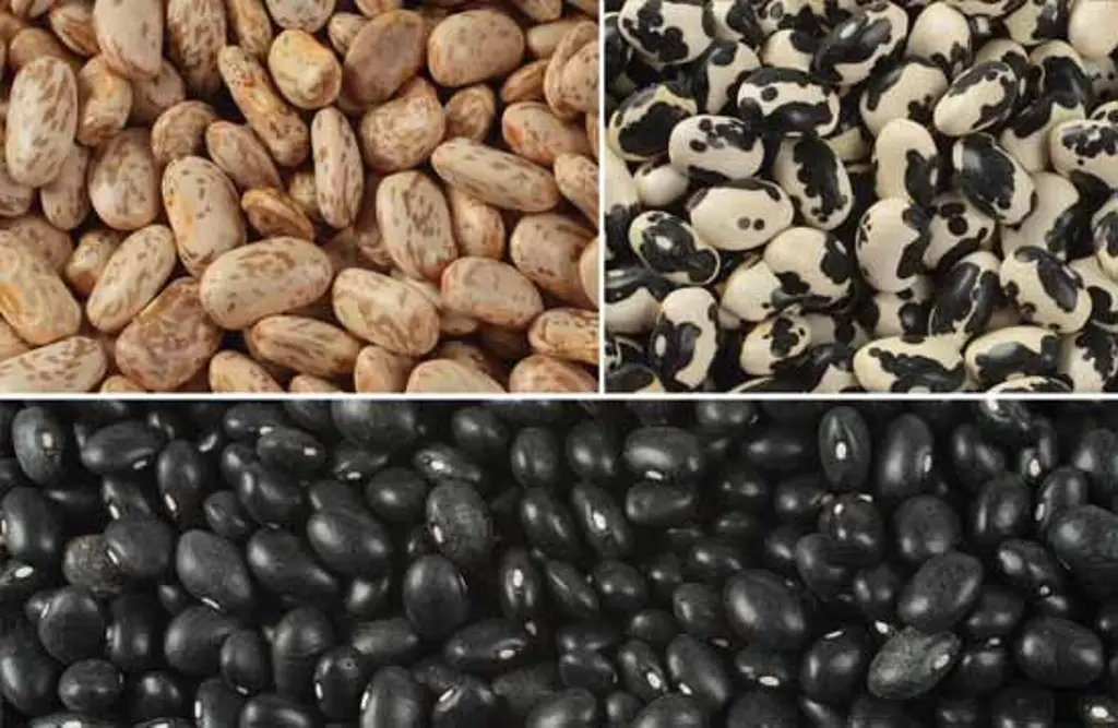 Imagen ¿No consumes frijoles? tiene propiedades anticancerígenas 