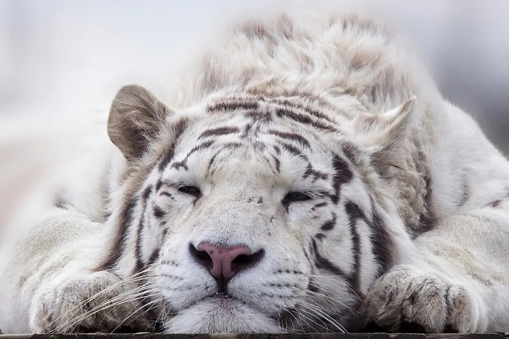 Imagen Matan a tigre blanco en Querétaro; habría atacado animales de granja (+Video) 