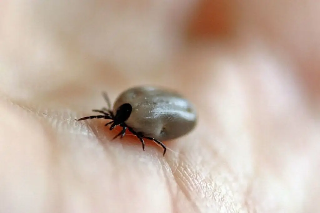 Imagen ¿Qué enfermedades puede ocasionar la picadura de una garrapata?