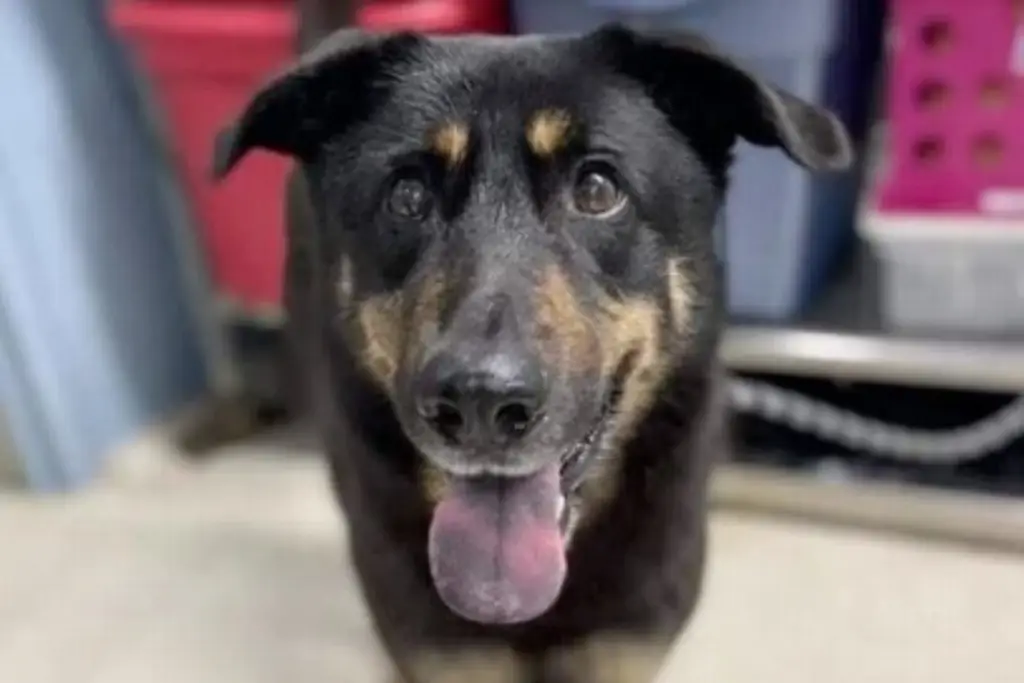 Imagen Adoptan a perro que abandonaron porque 